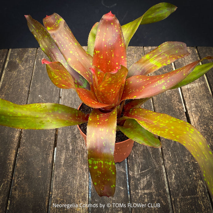 Neoregelia Cosmos plant with sparkling dotted leaves for sale at TOMs FLOWer CLUB.