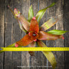Neoregelia Cosmos plant with sparkling dotted leaves for sale at TOMs FLOWer CLUB.