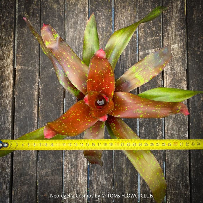 Neoregelia Cosmos plant with sparkling dotted leaves for sale at TOMs FLOWer CLUB.