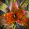 Neoregelia Cosmos plant with sparkling dotted leaves for sale at TOMs FLOWer CLUB.