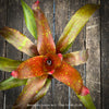 Neoregelia Cosmos plant with sparkling dotted leaves for sale at TOMs FLOWer CLUB.