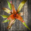 Neoregelia Cosmos plant with sparkling dotted leaves for sale at TOMs FLOWer CLUB.