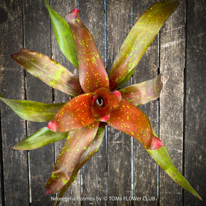 Neoregelia Cosmos plant with sparkling dotted leaves for sale at TOMs FLOWer CLUB.