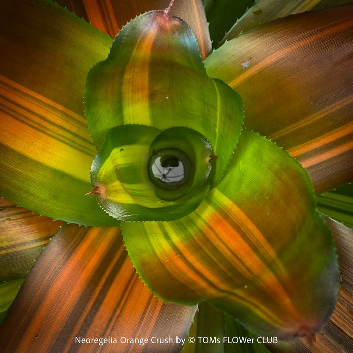 Neoregelia Orange Crush