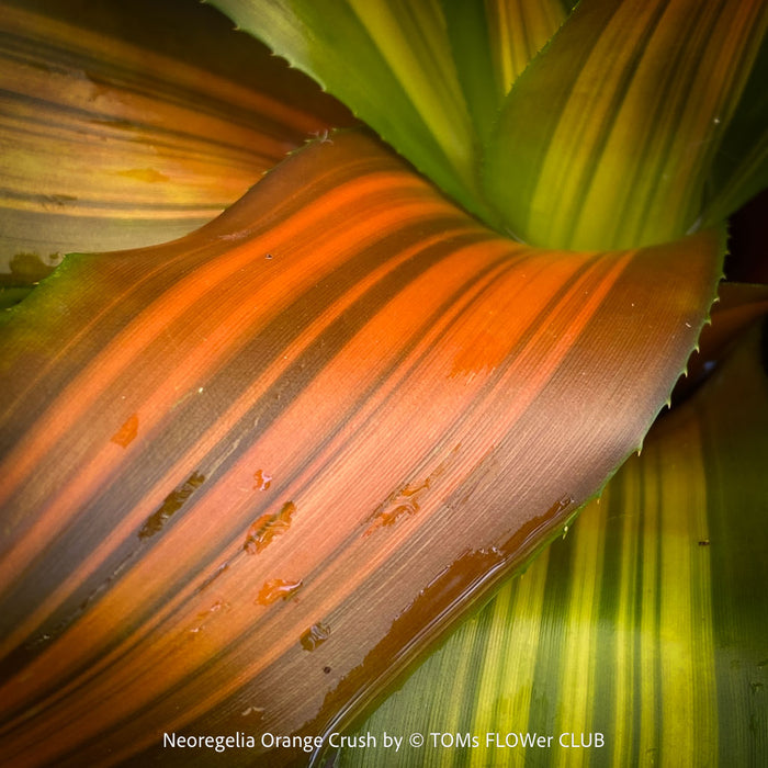 Neoregelia Orange Crush