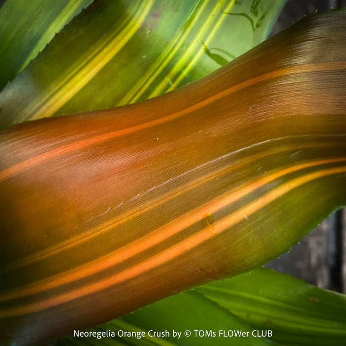 Neoregelia Orange Crush
