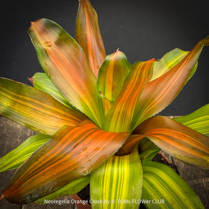 Neoregelia Orange Crush