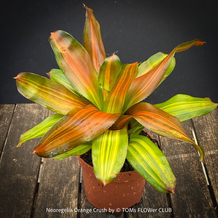 Neoregelia Orange Crush