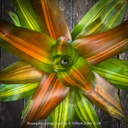 Neoregelia Orange Crush plant with striped leaves for sale at TOMs FLOWer CLUB.