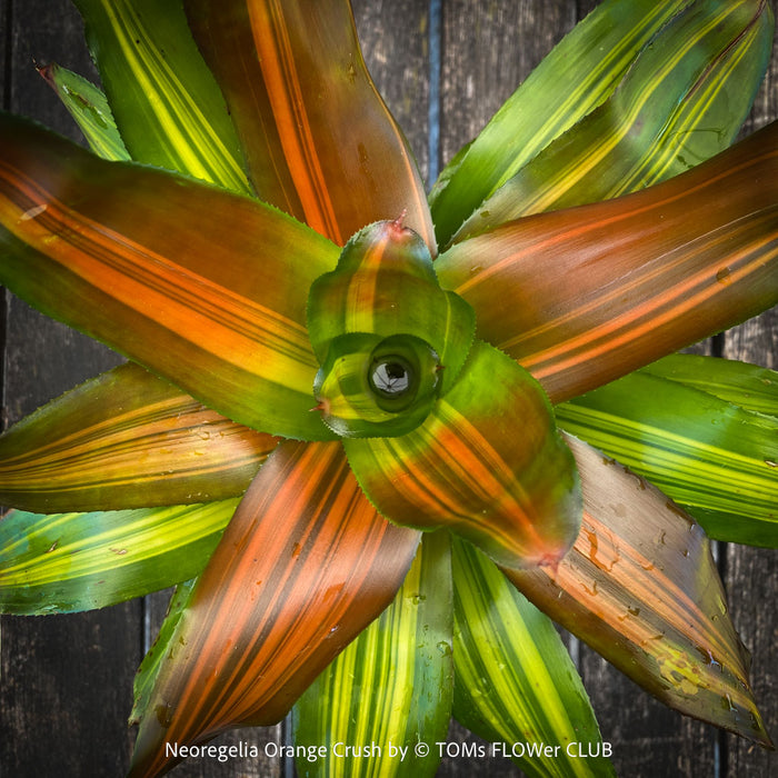 Neoregelia Orange Crush