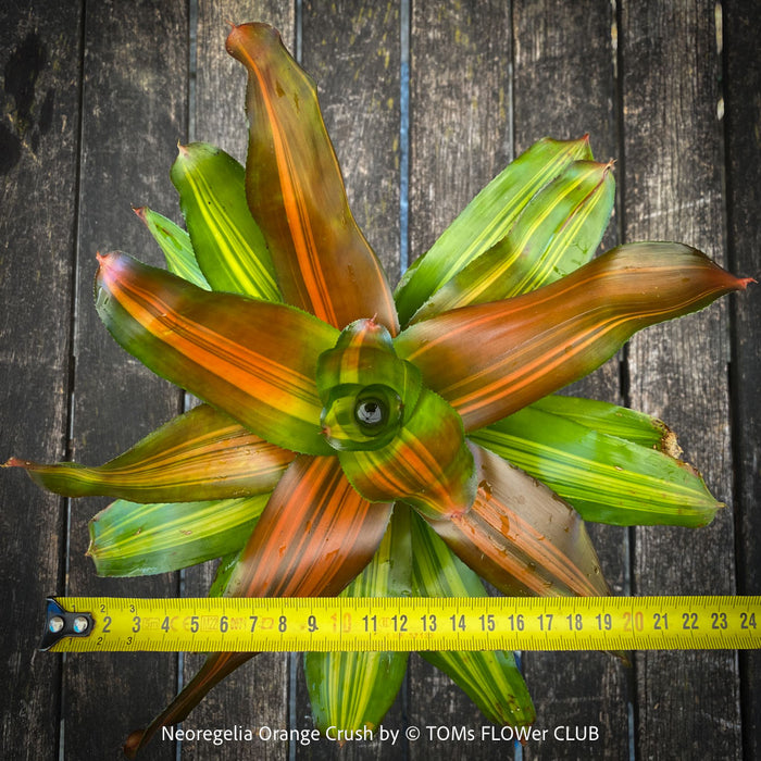 Neoregelia Orange Crush