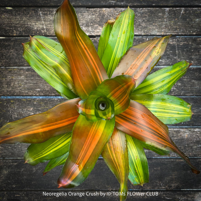 Neoregelia Orange Crush