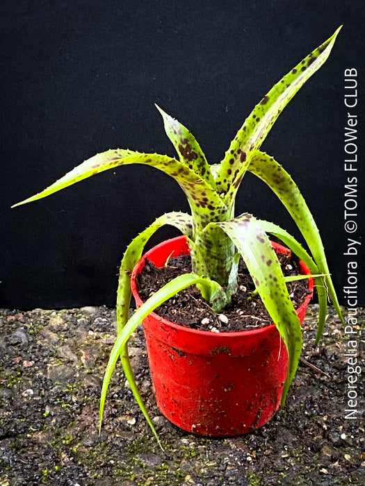 Neoregelia Pauciflora with green leaves, burgundy dotted, terrarium plants for sale at Swiss shop TOMs FLOWer CLUB.