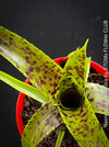 Neoregelia Pauciflora with green leaves, burgundy dotted, terrarium plants for sale at Swiss shop TOMs FLOWer CLUB.