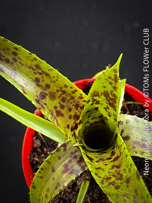 Neoregelia Pauciflora with green leaves, burgundy dotted, terrarium plants for sale at Swiss shop TOMs FLOWer CLUB.