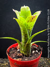Neoregelia Pauciflora with green leaves, burgundy dotted, terrarium plants for sale at Swiss shop TOMs FLOWer CLUB.