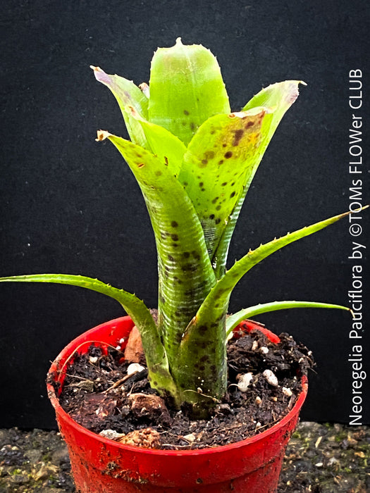 Neoregelia Pauciflora with green leaves, burgundy dotted, terrarium plants for sale at Swiss shop TOMs FLOWer CLUB.