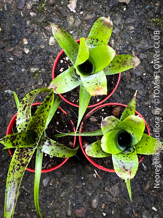 Neoregelia Pauciflora with green leaves, burgundy dotted, terrarium plants for sale at Swiss shop TOMs FLOWer CLUB.