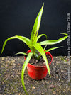 Neoregelia Pauciflora with green leaves, burgundy dotted, terrarium plants for sale at Swiss shop TOMs FLOWer CLUB.