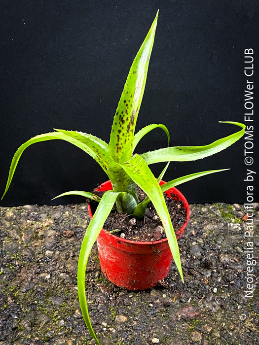 Neoregelia Pauciflora with green leaves, burgundy dotted, terrarium plants for sale at Swiss shop TOMs FLOWer CLUB.