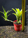 Neoregelia Pauciflora with green leaves, burgundy dotted, terrarium plants for sale at Swiss shop TOMs FLOWer CLUB.
