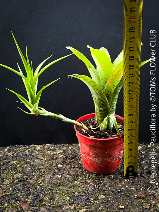 Neoregelia Pauciflora with green leaves, burgundy dotted, terrarium plants for sale at Swiss shop TOMs FLOWer CLUB.
