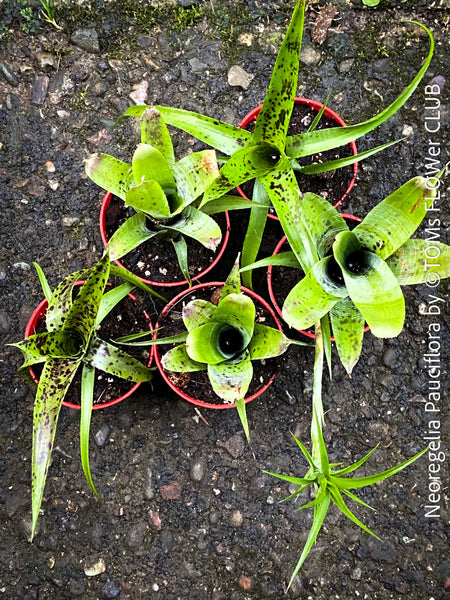 Neoregelia Pauciflora with green leaves, burgundy dotted, terrarium plants for sale at Swiss shop TOMs FLOWer CLUB.