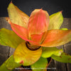 Neoregelia Yellow Devil plant with vivid green yellow pink leaves for sale at TOMs FLOWer CLUB.