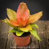 Neoregelia Yellow Devil plant with vivid green yellow pink leaves for sale at TOMs FLOWer CLUB.