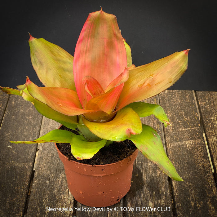 Neoregelia Yellow Devil plant with vivid green yellow pink leaves for sale at TOMs FLOWer CLUB.