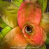 Neoregelia Yellow Devil plant with vivid green yellow pink leaves for sale at TOMs FLOWer CLUB.