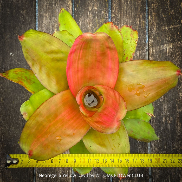 Neoregelia Yellow Devil plant with vivid green yellow pink leaves for sale at TOMs FLOWer CLUB.