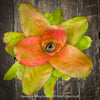 Neoregelia Yellow Devil plant with vivid green yellow pink leaves for sale at TOMs FLOWer CLUB.