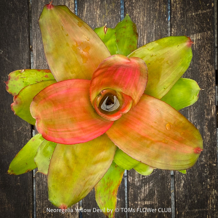 Neoregelia Yellow Devil plant with vivid green yellow pink leaves for sale at TOMs FLOWer CLUB.