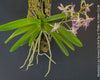 Neostylis Lou Sneary, Bluebird, an orchid hybrid - a cross between Neofinetia falcata and Rhynchostylis coelestis, with sweetly fragrant white-lavender blue flowers, organically grown tropical plants for sale at TOMs FLOWer CLUB.