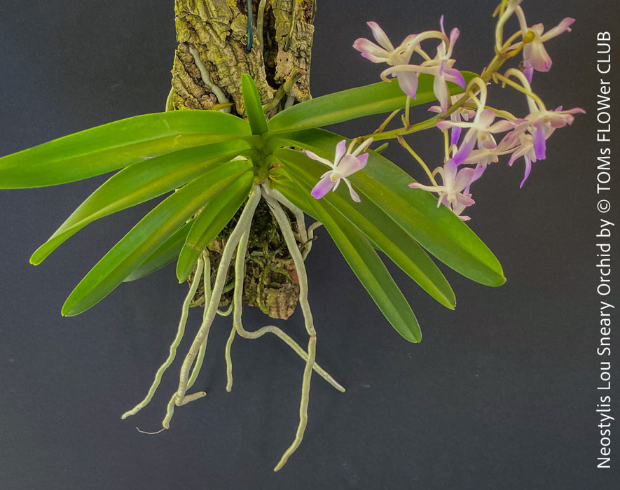 Neostylis Lou Sneary, Bluebird, an orchid hybrid - a cross between Neofinetia falcata and Rhynchostylis coelestis, with sweetly fragrant white-lavender blue flowers, organically grown tropical plants for sale at TOMs FLOWer CLUB.