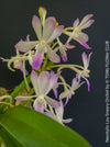 Neostylis Lou Sneary, Bluebird, an orchid hybrid - a cross between Neofinetia falcata and Rhynchostylis coelestis, with sweetly fragrant white-lavender blue flowers, organically grown tropical plants for sale at TOMs FLOWer CLUB.