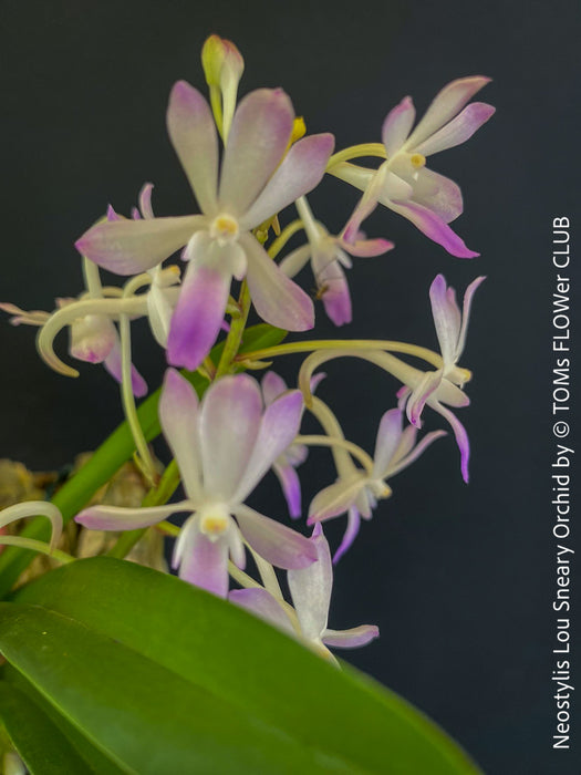 Neostylis Lou Sneary, Bluebird, an orchid hybrid - a cross between Neofinetia falcata and Rhynchostylis coelestis, with sweetly fragrant white-lavender blue flowers, organically grown tropical plants for sale at TOMs FLOWer CLUB.