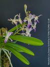 Neostylis Lou Sneary, Bluebird, an orchid hybrid - a cross between Neofinetia falcata and Rhynchostylis coelestis, with sweetly fragrant white-lavender blue flowers, organically grown tropical plants for sale at TOMs FLOWer CLUB.