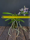 Neostylis Lou Sneary, Bluebird, an orchid hybrid - a cross between Neofinetia falcata and Rhynchostylis coelestis, with sweetly fragrant white-lavender blue flowers, organically grown tropical plants for sale at TOMs FLOWer CLUB.