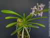 Neostylis Lou Sneary, Bluebird, an orchid hybrid - a cross between Neofinetia falcata and Rhynchostylis coelestis, with sweetly fragrant white-lavender blue flowers, organically grown tropical plants for sale at TOMs FLOWer CLUB.