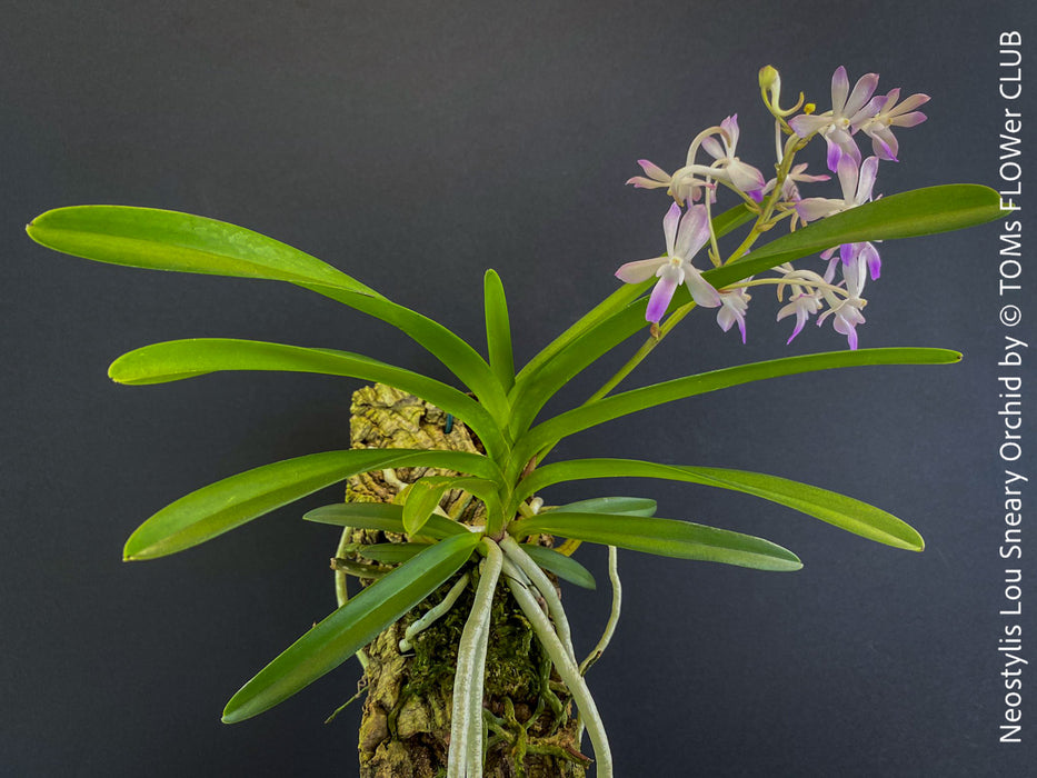 Neostylis Lou Sneary, Bluebird, an orchid hybrid - a cross between Neofinetia falcata and Rhynchostylis coelestis, with sweetly fragrant white-lavender blue flowers, organically grown tropical plants for sale at TOMs FLOWer CLUB.