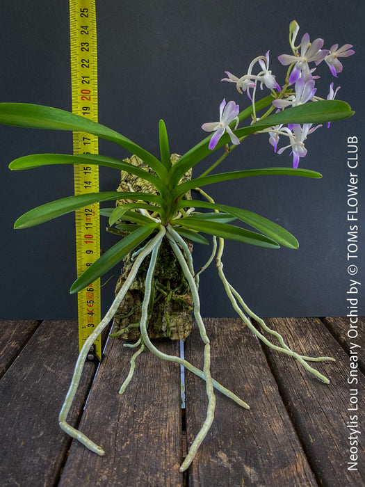 Neostylis Lou Sneary, Bluebird, an orchid hybrid - a cross between Neofinetia falcata and Rhynchostylis coelestis, with sweetly fragrant white-lavender blue flowers, organically grown tropical plants for sale at TOMs FLOWer CLUB.