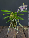 Neostylis Lou Sneary, Bluebird, an orchid hybrid - a cross between Neofinetia falcata and Rhynchostylis coelestis, with sweetly fragrant white-lavender blue flowers, organically grown tropical plants for sale at TOMs FLOWer CLUB.