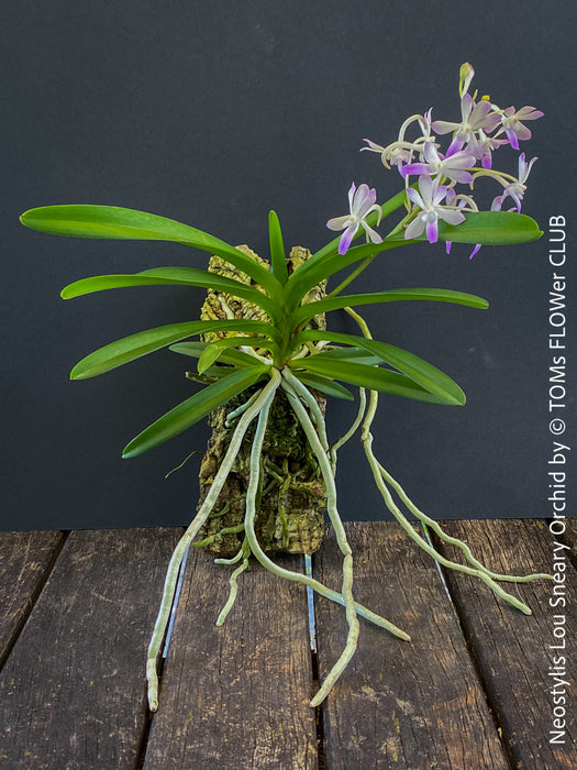 Neostylis Lou Sneary, Bluebird, an orchid hybrid - a cross between Neofinetia falcata and Rhynchostylis coelestis, with sweetly fragrant white-lavender blue flowers, organically grown tropical plants for sale at TOMs FLOWer CLUB.