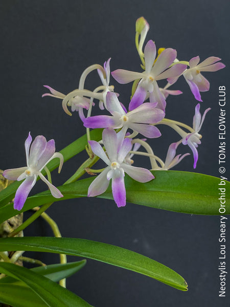 Neostylis Lou Sneary, Bluebird, an orchid hybrid - a cross between Neofinetia falcata and Rhynchostylis coelestis, with sweetly fragrant white-lavender blue flowers, organically grown tropical plants for sale at TOMs FLOWer CLUB.