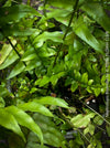 Nephrolepis Biserrata - Giant Sword Fern for sale at TOMs FLOWer CLUB.