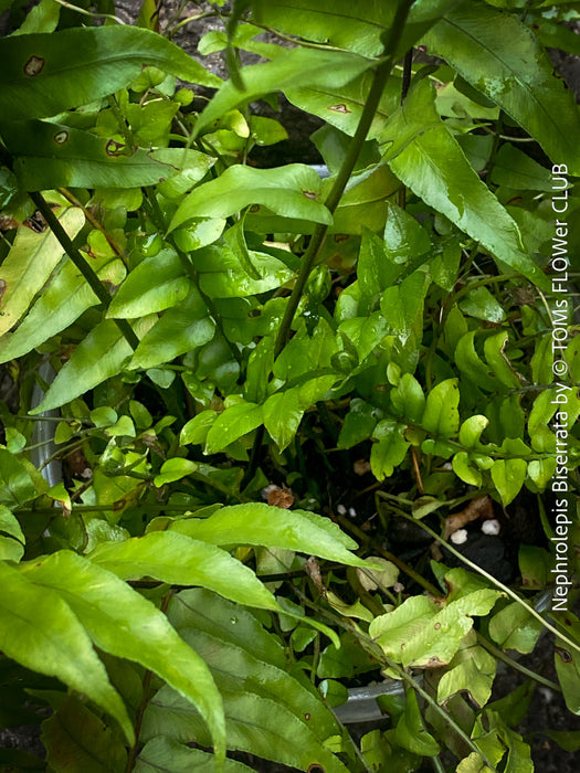 Nephrolepis Biserrata - Giant Sword Fern for sale at TOMs FLOWer CLUB.