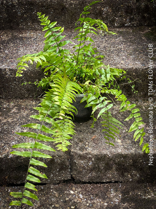 Nephrolepis Biserrata - Giant Sword Fern for sale at TOMs FLOWer CLUB.
