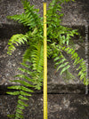 Nephrolepis Biserrata - Giant Sword Fern for sale at TOMs FLOWer CLUB.